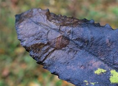 Heterarthrus microcephalus