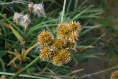 Juncus torreyi