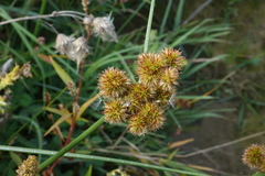 Juncus torreyi
