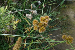 Juncus torreyi