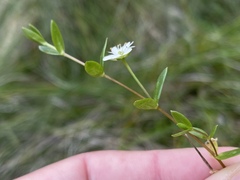 Stellaria humifusa