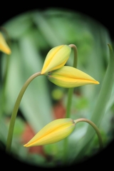 Tulipa sylvestris