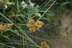 Juncus torreyi