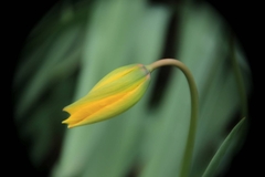 Tulipa sylvestris