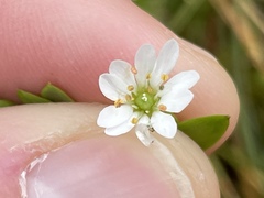 Stellaria humifusa