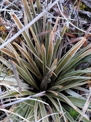 Aciphylla