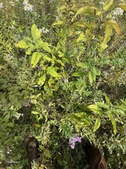 Triosteum aurantiacum