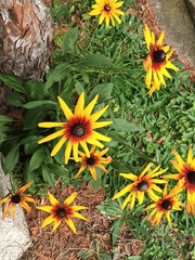 Rudbeckia fulgida