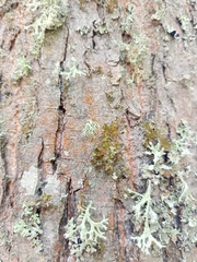 Tuckermanopsis chlorophylla