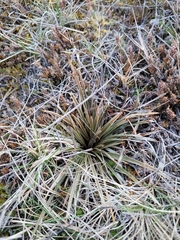 Aciphylla