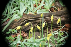 Tulipa sylvestris
