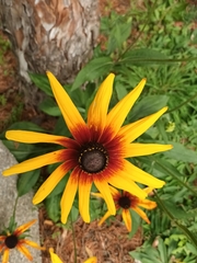 Rudbeckia fulgida