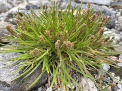 Plantago maritima