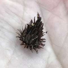 Andricus quercusfoliatus