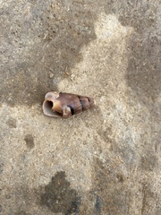 Atrimitra idae