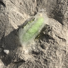Chrysodeixis chalcites