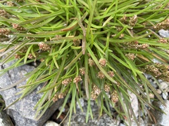 Plantago maritima