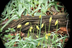 Tulipa sylvestris