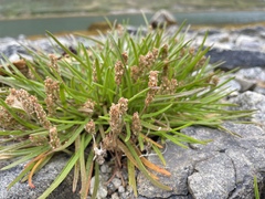 Plantago maritima