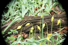 Tulipa sylvestris
