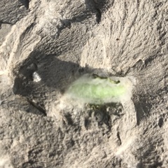 Chrysodeixis chalcites