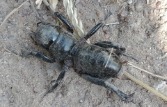Stenopelmatus minor