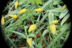 Tulipa sylvestris