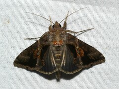Chrysodeixis includens