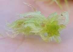 Sphagnum angermanicum