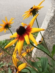 Rudbeckia fulgida