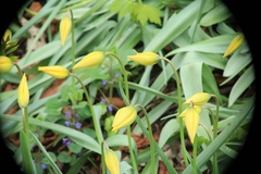 Tulipa sylvestris