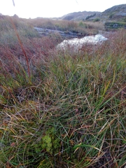 Sphagnum angermanicum