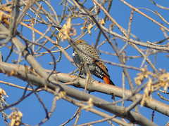 Colaptes auratus cafer