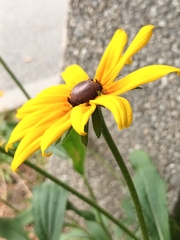 Rudbeckia fulgida