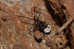 Scytodes caffra