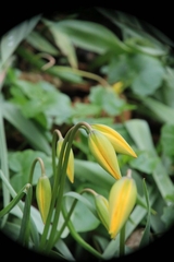 Tulipa sylvestris