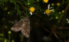 Lacinipolia meditata