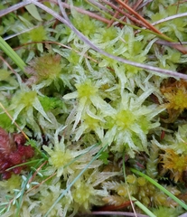 Sphagnum angermanicum