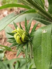Rudbeckia fulgida