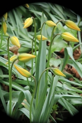 Tulipa sylvestris