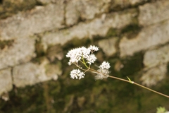 Valeriana officinalis