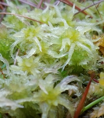 Sphagnum angermanicum