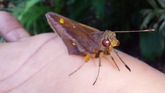 Talides sergestus