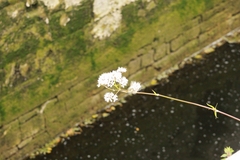 Valeriana officinalis