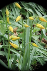 Tulipa sylvestris