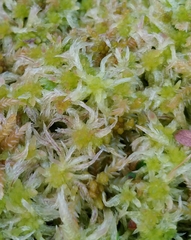 Sphagnum angermanicum