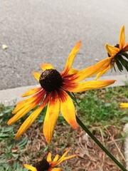 Rudbeckia fulgida