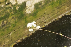 Valeriana officinalis