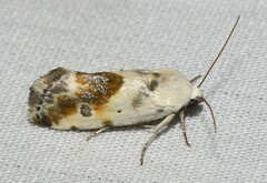 Ponometia candefacta