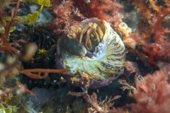 Pagurus middendorffii